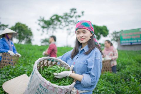 Cô gái Thái Nguyên làm mát-cha từ búp trà Tân Cương